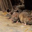 Электромагнитные и ультразвуковые отпугиватели крыс и мышей: какой прибор лучше и как им пользоваться
